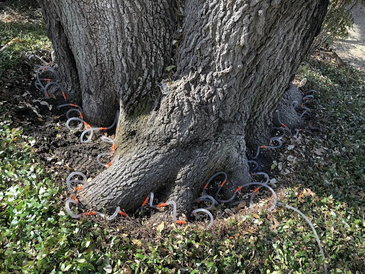 Detailed Tree Cabling and Bracing job site in Evening Shade